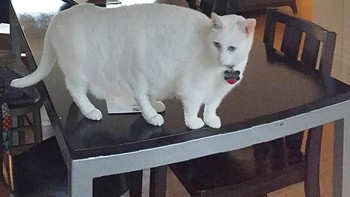 Kucing berkaki 6. (Foto: sadanduseless)