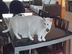 Kumpulan Foto Kucing yang Gagal Tapi Lucu