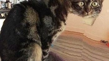 Kepalanya kok jadi misah? (Foto: sadanduseless)