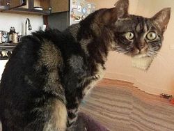 Kumpulan Foto Kucing yang Gagal Tapi Lucu