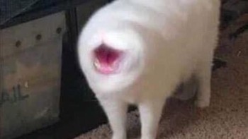 Hiii, cuma ada mulutnya saja, kemana mata dan hidungnya? (Foto: sadanduseless)