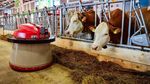 Di Peternakan Susu Sapi Ini Dipakai Cara Tradisional dan Canggih
