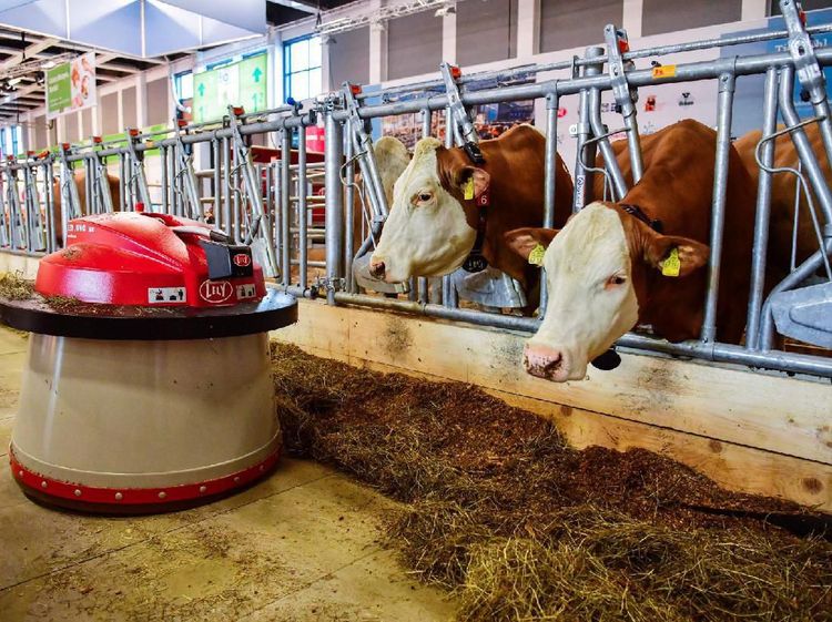 Di Peternakan Susu Sapi Ini Dipakai Cara Tradisional dan Canggih