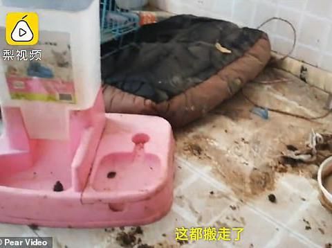 Kondisi tempat tinggal selebgram Lisa Lin. 