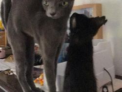 Kumpulan Foto Kucing yang Gagal Tapi Lucu