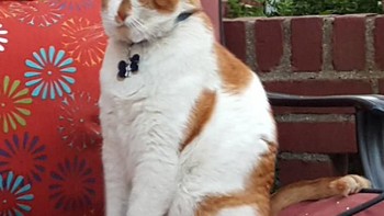 Wajah unik si kucing tetap menggemaskan. (Foto: sadanduseless)