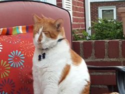 Kumpulan Foto Kucing yang Gagal Tapi Lucu