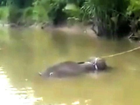Bangkai gajah itu ditemukan di tengah sungai dan terikat ke pohon