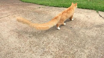 Si kucing oren punya ekor panjang. (Foto: sadanduseless)