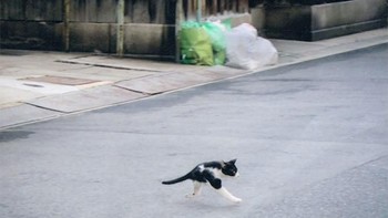 Kuicing berkaki dua? (Foto: sadanduseless)