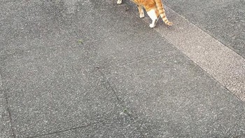 Si kocheng oren berjalan dengan tubuhnya yang panjang. (Foto: sadanduseless)