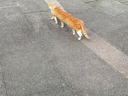 Kumpulan Foto Kucing yang Gagal Tapi Lucu