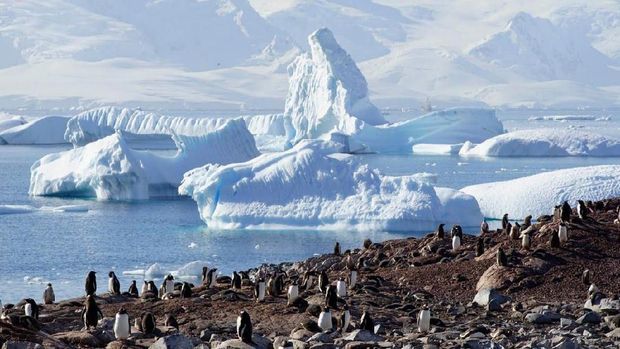 Penguin di Antartika (Alexandre Meneghini/Reuters)