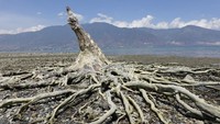 Satu pohon bakau yang tersisa di lokasi terdampak gempa dan tsunami Palu dan Donggaladi, berdiri tegak di pantai Talise, Palu, Sulawesi Tengah. Istimewa/Antara Foto/Oscar Motuloh.