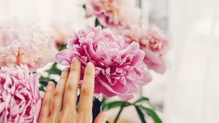 Woman touching peony flower