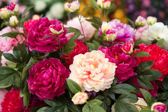 Bunga Peony Woman touching peony flower