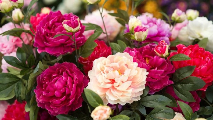 Woman touching peony flower