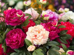 Makna Bunga Peony, Lambang Cinta Selain Mawar
