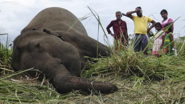 Villagers stand next to the dead body of an elephant laying in a field near Sigiriya village, some 177 kms north of the capital of Colombo on September 27, 2019. - Four elephants were found dead on September 27 in central Sri Lanka, with police suspecting the animals were poisoned by angry villagers. Nearly 200 elephants are killed every year on the island, many by farmers after the animals stray onto their land. (Photo by STR / AFP)