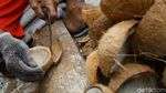Aktivitas Petani Kopra di Pulau Miangas