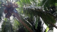 Menurut kepala adat di Miangas bernama Ismael Essing yang berlaku sebagai mangkubumi, memetik kelapa tidak boleh sembarangan.