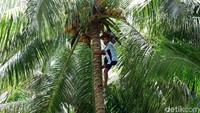 Dalam jangka waktu 3 bulan buah kelapa baru boleh dipetik hingga panen. Namun, dalam waktu 3 bulan tersebut warga hanya boleh memetik di hari Sabtu. Itu pun harus sesuai izin kepala adat.