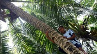 Etika untuk memetik buah kelapa di pulau terluar paling utara Indonesia ini pun memiliki hukum adat lho.