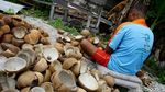 Aktivitas Petani Kopra di Pulau Miangas