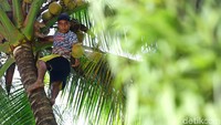 Jika dilanggar, warga yang kedapatan memetik diluar kesepakatan akan terkena hukum adat. Hukum yang berlaku yaitu warga harus rela diarak keliling kampung dengan buah kelapa yang dipetik.