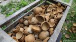 Aktivitas Petani Kopra di Pulau Miangas