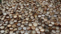 Selain sektor perikanan, warga di Pulau paling utara Indonesia ini juga memproduksi minyak kelapa berupa kopra.