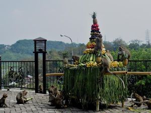Berwisata dan Menyapa Ratusan Monyet di Goa Kreo Semarang