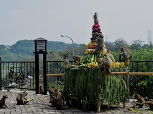 Berwisata dan Menyapa Ratusan Monyet di Goa Kreo Semarang