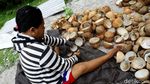 Aktivitas Petani Kopra di Pulau Miangas