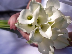 6 Arti Bunga Bakung Berdasarkan Warnanya
