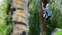 Siapapun di Pulau Miangas tidak boleh sembarangan memetik kelapa.
