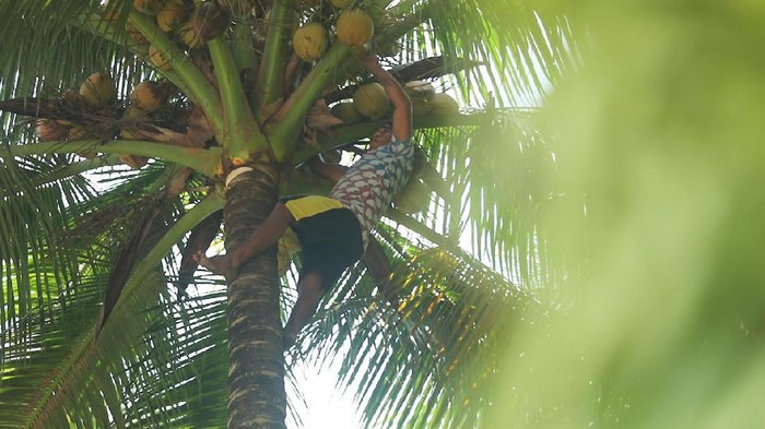 Pohon kelapa menjadi sumber penghidupan utama bagi warga di pulau ujung utara Miangas, Kepulauan Talaud, Sulawesi Utara. 

Hal ini yang membuat hukum adat berlaku untuk mengatur cocok tanam pohon kelapa, agar ketersediaanya selalu terjaga.