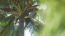 Jangan Petik Kelapa Sembarangan di Miangas, Ini Hukum Adatnya! Jangan Petik Kelapa Sembarangan di Miangas, Ini Hukum Adatnya!