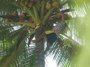 Jangan Petik Kelapa Sembarangan di Miangas, Ini Hukum Adatnya!