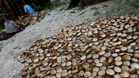 Siklus kopra dengan petani tidak sanggup mengubah kehidupan dan kesejahteraan petani di Miangas.