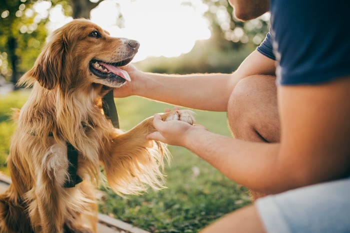 Guy and his dog, golden retriever, nature