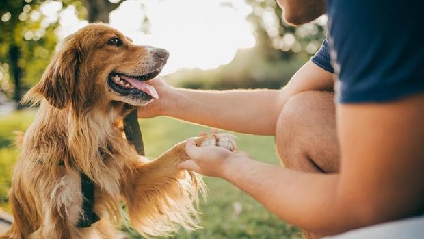 Guy and his dog, golden retriever, nature