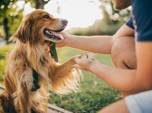 10 Jenis Anjing Paling Pintar dan Setia pada Pemiliknya, Ras Apa Saja?