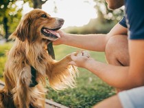 10 Jenis Anjing Paling Pintar dan Setia pada Pemiliknya, Ras Apa Saja?