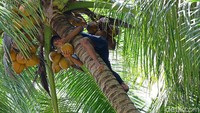 Hari pengambilan kelapa dilakukan sesuai dengan kesepakatan warga.