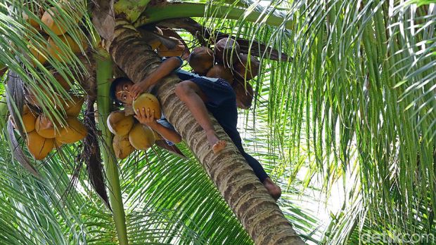 Buah kelapa menjadi salah satu mata pencarian warga Miangas. Namun, dibalik manisnya air kelapa Miangas terdapat sejumlah hukum adat lho.