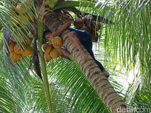 Di Pulau Miangas, Jangan Coba-coba Sembarangan Petik Kelapa