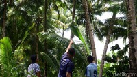 Buah kelapa menjadi salah satu mata pencarian warga Miangas.