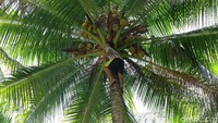 detikcom bersama Bank BRI mengadakan program Tapal Batas yang mengulas perkembangan infrastruktur, ekonomi, hingga wisata di beberapa wilayah terdepan. Untuk mengetahui informasi dari pulau-pulau terdepan Indonesia, ikuti terus berita tentang Tapal Batas di tapalbatas.detik.com!