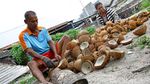 Aktivitas Petani Kopra di Pulau Miangas